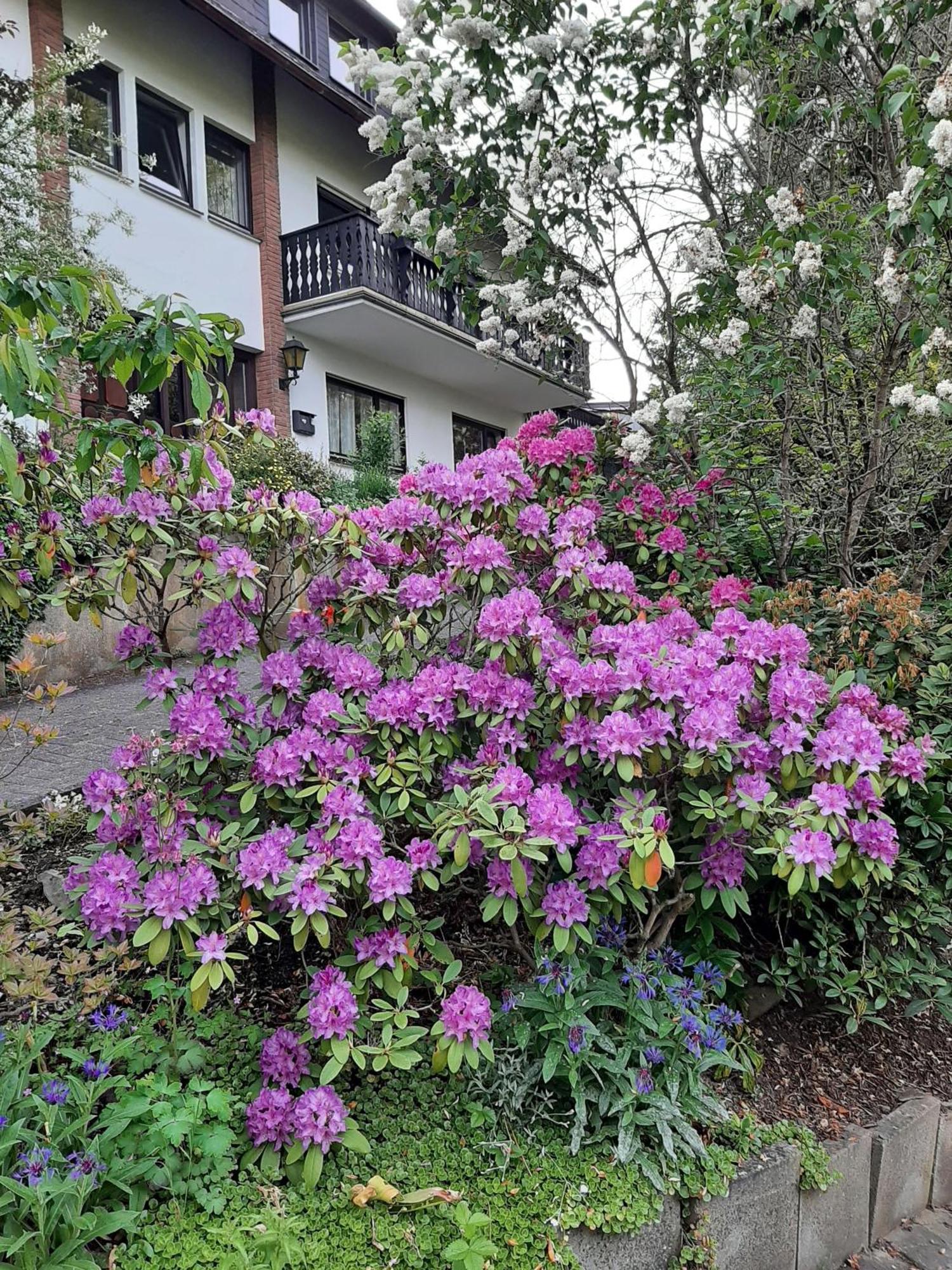 Ferienwohnung Bergblick 할렌버그 외부 사진